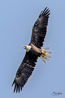 American Bald Eagle