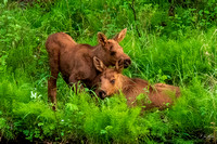 Moose Calves' Love