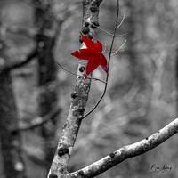 The Last Red Leaf