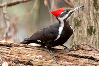 Posing Pretty Pileated